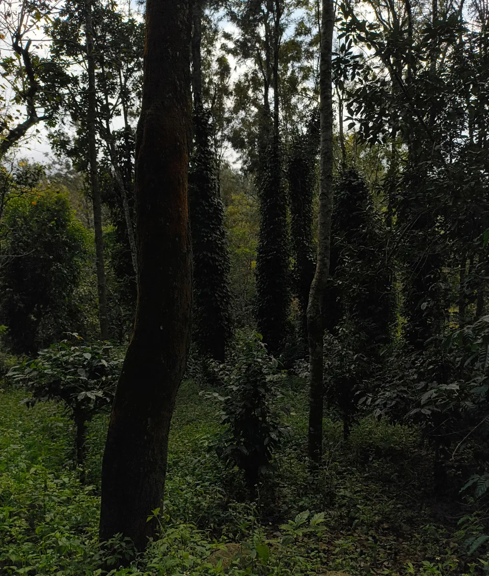 Pepper vines climbing tall trees above coffee shrubs on the estate