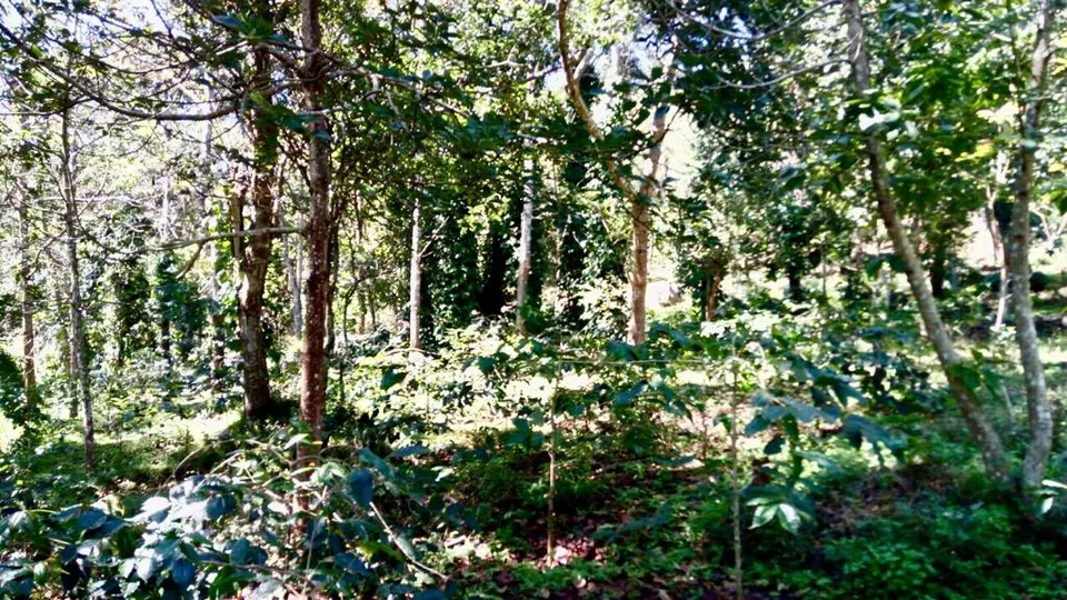 Sunlight falling through silver oaks onto coffee shrubs on the estate